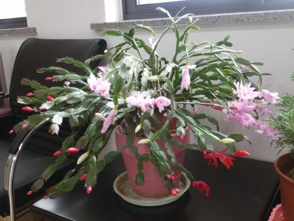 最会开花的仙人掌,花期长达半年,丢进土里就能活,漂亮又好养