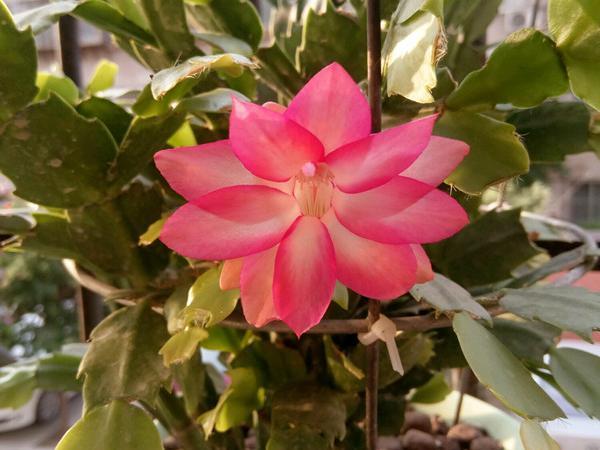 最会开花的仙人掌,花期长达半年,丢进土里就能活,漂亮又好养