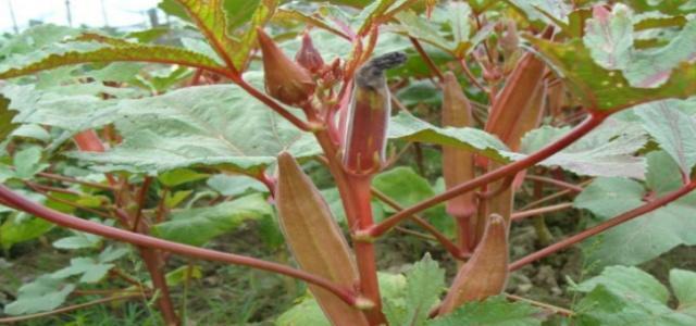 农村一种“稀罕菜”,大娘坚持20年,养活一家人