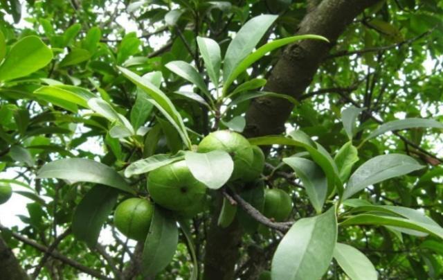 农村一种“稀罕菜”,大娘坚持20年,养活一家人