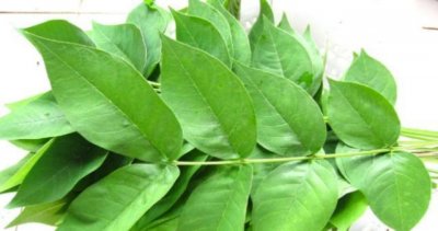 ​农村一种“稀罕菜”，大娘坚持20年，养活一家人