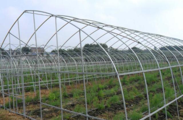 农村一种“稀罕菜”,大娘坚持20年,养活一家人