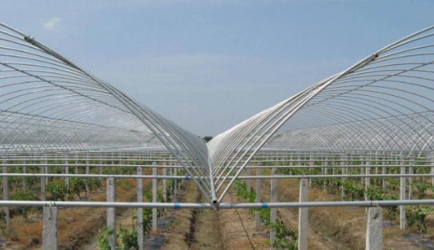 农村一种“稀罕菜”,大娘坚持20年,养活一家人