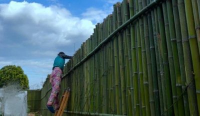 李子柒用5吨竹子做“月季墙”,花裤子成功“抢镜”,网友:羡慕