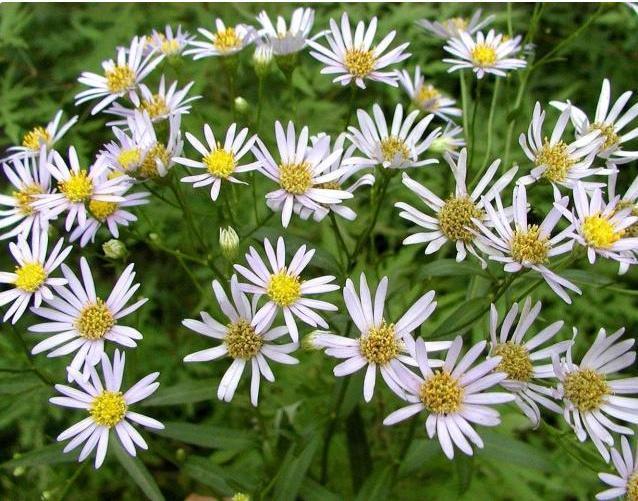 农村种植山白菜，每亩产好几百公斤，价格很不错，月收入好几千