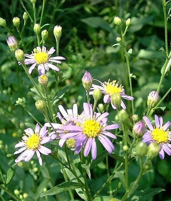 农村种植山白菜，每亩产好几百公斤，价格很不错，月收入好几千