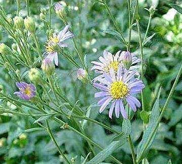 农村种植山白菜，每亩产好几百公斤，价格很不错，月收入好几千