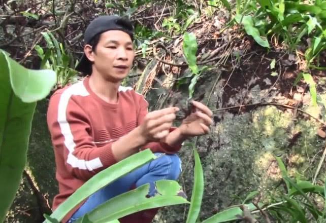 农村深山里的这种植物，名叫石上藕的珍贵药材，你认不认识