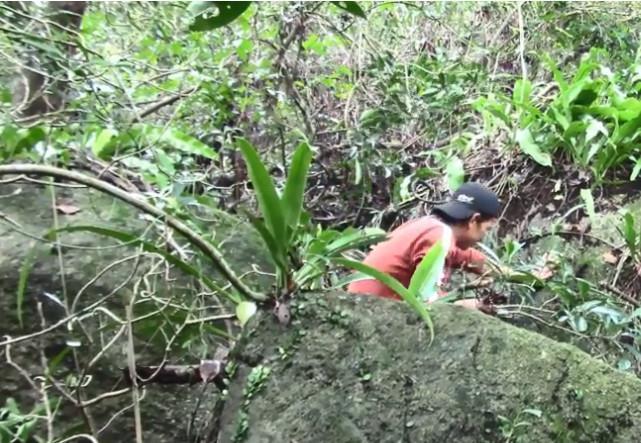 农村深山里的这种植物，名叫石上藕的珍贵药材，你认不认识