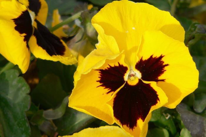 农村家庭喜欢在秋天种植“鬼脸花”,种植简单,开花也很漂亮!