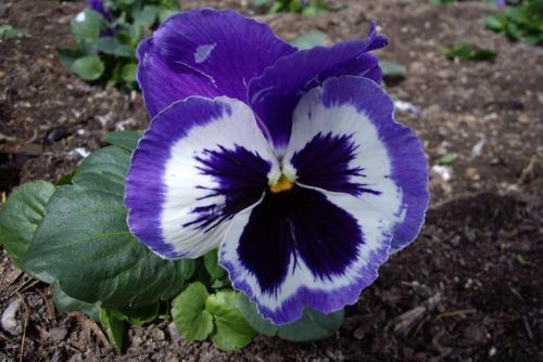 农村家庭喜欢在秋天种植“鬼脸花”,种植简单,开花也很漂亮!