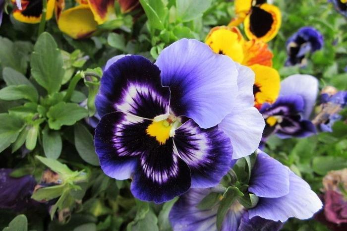 农村家庭喜欢在秋天种植“鬼脸花”,种植简单,开花也很漂亮!