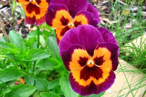 农村家庭喜欢在秋天种植“鬼脸花”,种植简单,开花也很漂亮!