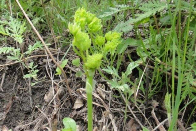 农村这种像猫爪子的野菜，如果你家有请珍惜，它是珍稀山野菜！
