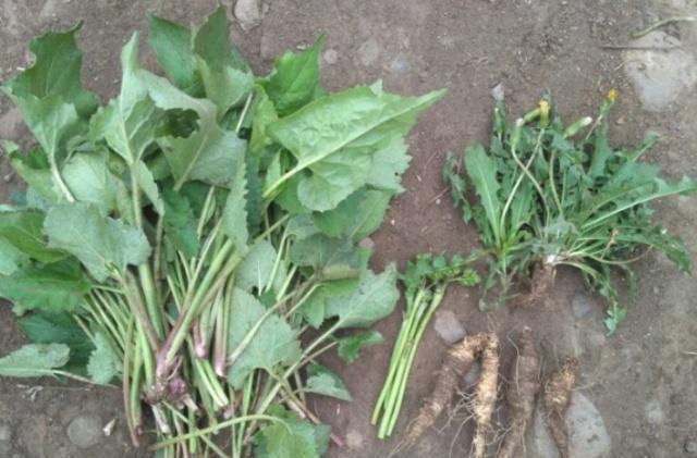 农村这种像猫爪子的野菜，如果你家有请珍惜，它是珍稀山野菜！