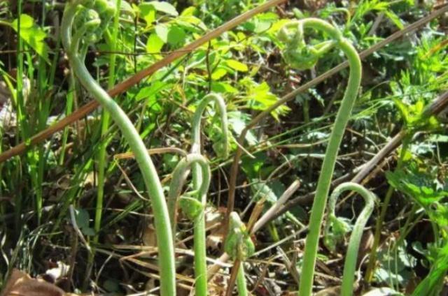 农村这种像猫爪子的野菜，如果你家有请珍惜，它是珍稀山野菜！
