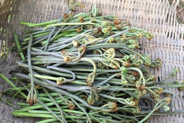 农村这种像猫爪子的野菜，如果你家有请珍惜，它是珍稀山野菜！
