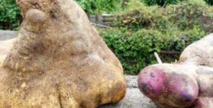 农村深山一“野味”，长得像“脚底板”重8斤，10元一斤你吃过吗