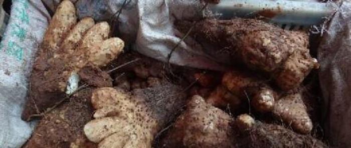 农村深山一“野味”，长得像“脚底板”重8斤，10元一斤你吃过吗