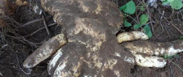 农村深山一“野味”，长得像“脚底板”重8斤，10元一斤你吃过吗