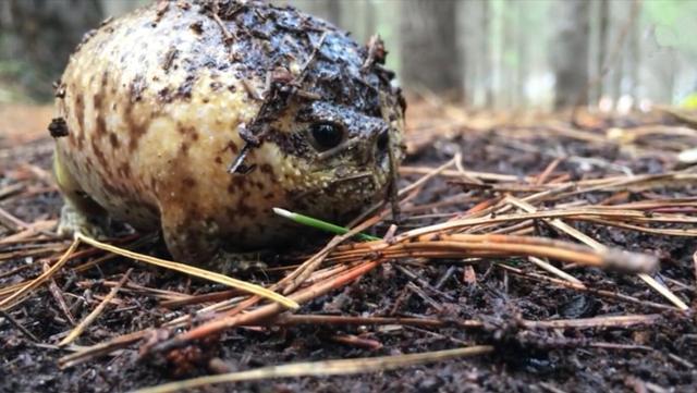 农村男子野外旅行听到奇怪的尖叫,走近一看乐坏了