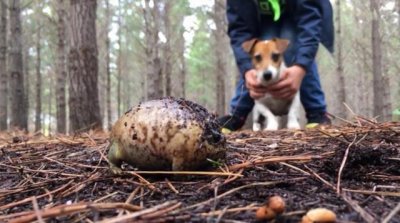 农村男子野外旅行听到奇怪的尖叫,走近一看乐坏了
