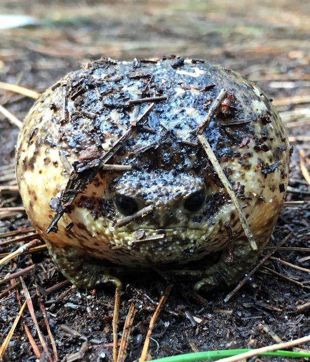 农村男子野外旅行听到奇怪的尖叫,走近一看乐坏了