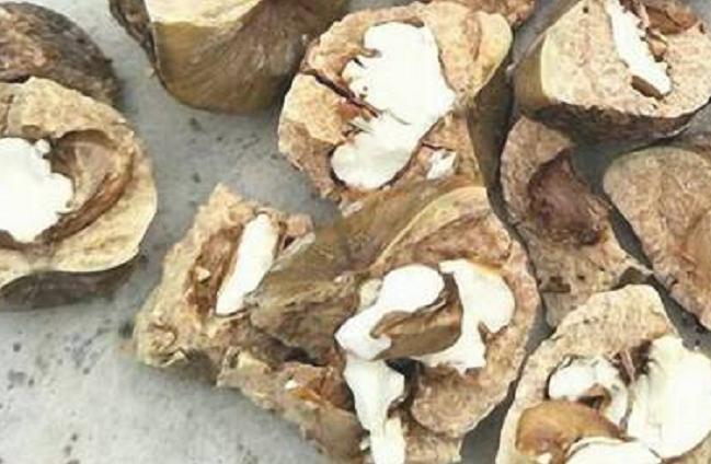 农村山上的野果厚鳞柯,城里人没见过,如今市面上卖60元一斤