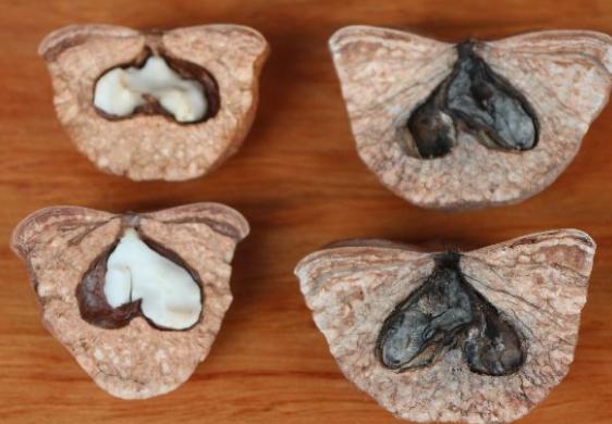 农村山上的野果厚鳞柯,城里人没见过,如今市面上卖60元一斤