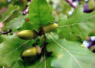 农村山上的野果厚鳞柯,城里人没见过,如今市面上卖60元一斤