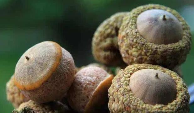 农村山上的野果厚鳞柯,城里人没见过,如今市面上卖60元一斤