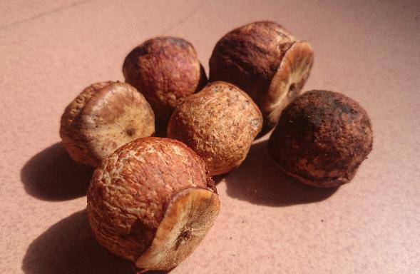 农村山上的野果厚鳞柯,城里人没见过,如今市面上卖60元一斤