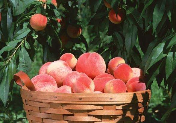 农村一种果子,在树上冻过才值钱,到城里一斤500元还供不应求