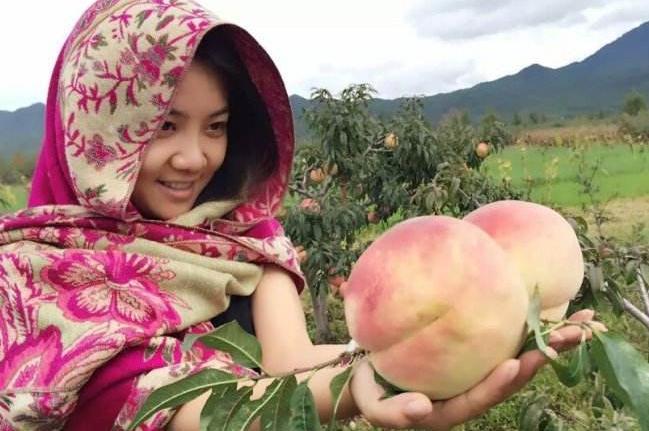 农村一种果子,在树上冻过才值钱,到城里一斤500元还供不应求