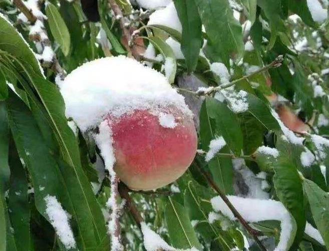 农村一种果子,在树上冻过才值钱,到城里一斤500元还供不应求