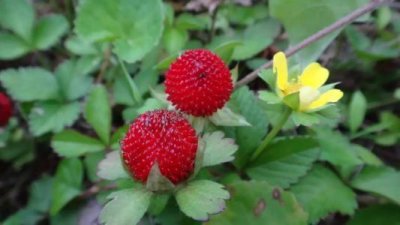 农村一种小零食,名叫蛇莓很常见!