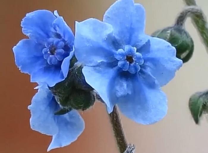 农村随处可见的奇草,如今价值不菲,图一可补肾