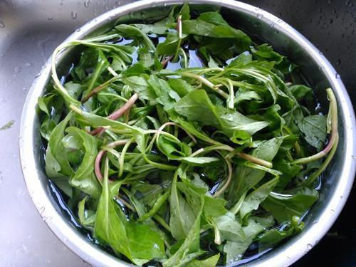 农村清明时节的一种野菜,营养价值堪比人参,有种人不能吃