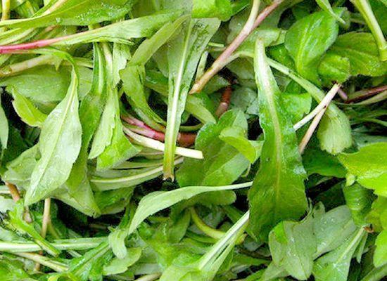 农村清明时节的一种野菜,营养价值堪比人参,有种人不能吃