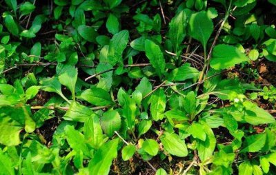 农村清明时节的一种野菜,营养价值堪比人参,有种人不能吃