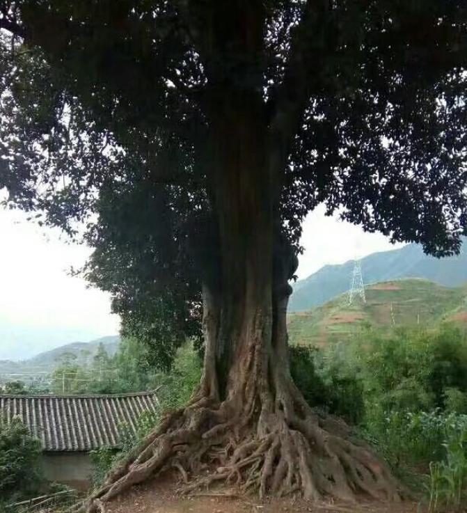 农村老人常说,院子里不能栽榕树,究竟是科学还是迷信?