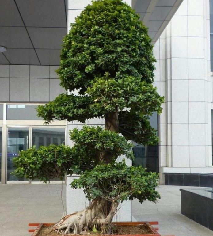 农村老人常说,院子里不能栽榕树,究竟是科学还是迷信?