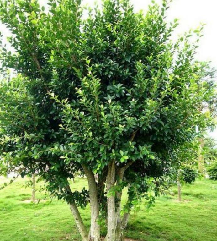 农村老人常说,院子里不能栽榕树,究竟是科学还是迷信?