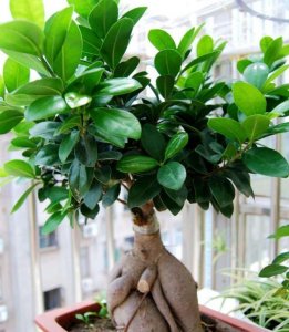 农村老人常说,院子里不能栽榕树,究竟是科学还是迷信?