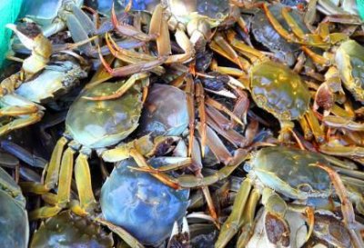 农村人最喜欢吃的4种野味,现在最后一种已经找不到了!