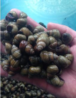 农村人最喜欢吃的4种野味,现在最后一种已经找不到了!