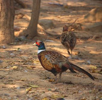 农村人最喜欢吃的4种野味,现在最后一种已经找不到了!