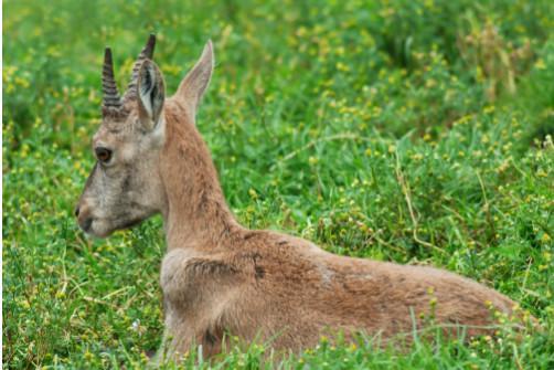 农村人最喜欢吃的4种野味,现在最后一种已经找不到了!