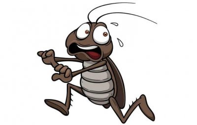 ​车里有蟑螂怎么办 预防蟑螂小妙招