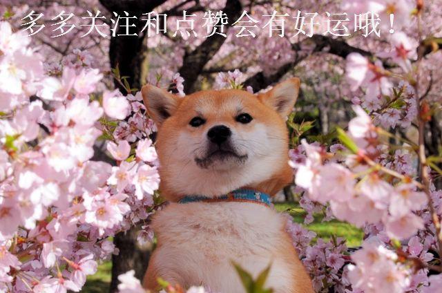 《白发王妃》杀青,主角曝光,网友这是要靠男主男配撑起来的剧